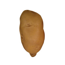 Cheap price Healthy organic round shape fresh potato